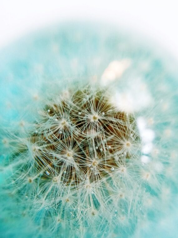 Real dandelion necklace, Sky blue necklace, Real flower necklace, Aquamarine flower necklace, Dandelion jewelry, Something blue gift for her