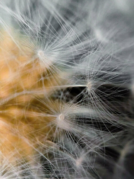 Dandelion necklace, Make a wish necklace, Real flower pendant necklace, Large boho necklace, Dandelion wish jewelry, Birthday gifts for her