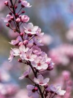 Cherry flower necklace, Sakura necklace, Japanese flower necklace, Pale pink jewelry, Sakura blossom necklace, Birthday gift ideas for women