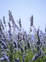 Long pendant necklace, Pressed lavender necklace, Purple floral necklace, Resin necklace flower, Purple long necklace, Unique birthday gifts