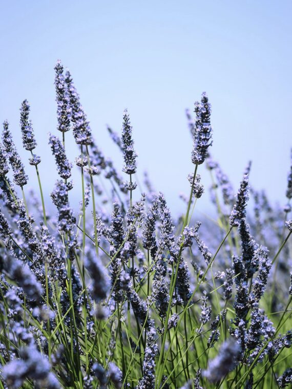 Long pendant necklace, Pressed lavender necklace, Purple floral necklace, Resin necklace flower, Purple long necklace, Unique birthday gifts