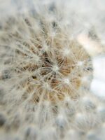 Real Dandelion Choker Necklace in Resin - Make a Wish Jewelry