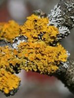 Terrarium lichen necklace, Pressed plant necklace, Woodland lover necklace, Teardrop pendant necklace, Organic jewelry, Orange moss necklace