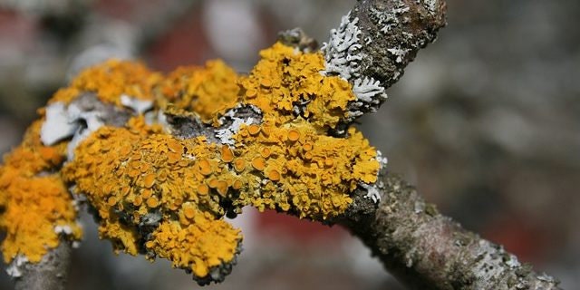 Terrarium lichen necklace, Pressed plant necklace, Woodland lover necklace, Teardrop pendant necklace, Organic jewelry, Orange moss necklace
