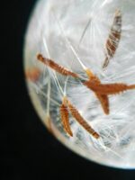 Dandelion Seeds Necklace, Dandelion wish necklace, Clear necklace, Make a Wish Jewelry, Resin dandelion necklace, Terrarium resin necklace