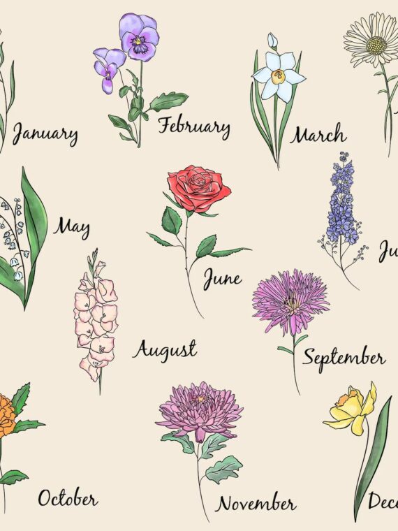 June Birth Flower Photos and Images