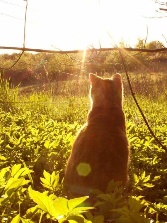 Custom Pet Memorial Necklace – Personalized Keepsake with Pet Hair & Preserved Rose
