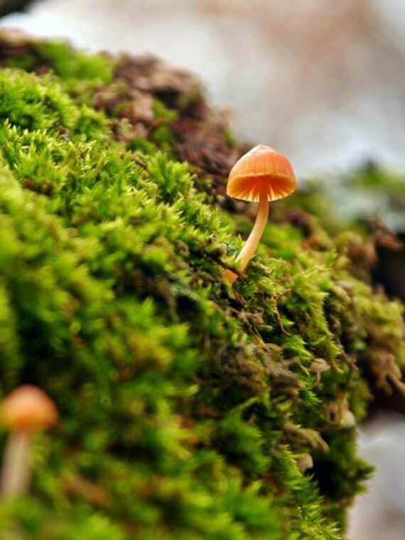 Real Mushrooms Teardrop Terrarium Earrings, Nature Lovers Gifts